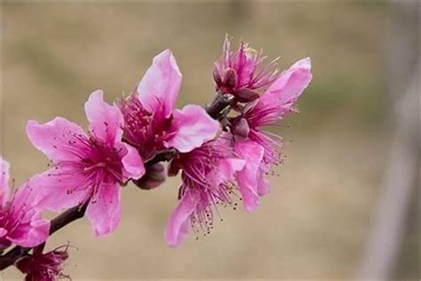 好桃花|什么是好桃花，什么是烂桃花